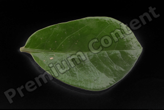 decal leaf 0001